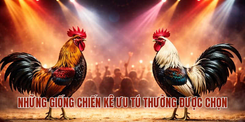 ĐÁ GÀ MM88 2 Những giống chiến kê ưu tú thường được chọn