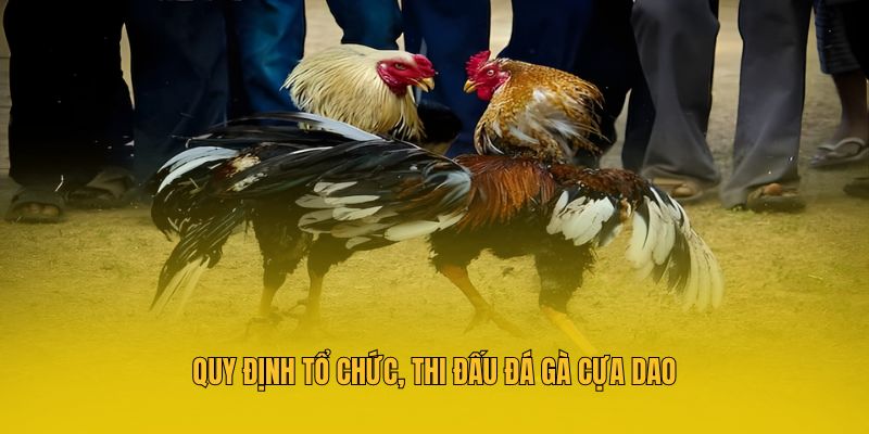 Đá Gà Cựa Dao MM88 - Mãn Nhãn Với Từng Trận Đấu Đỉnh Cao 3 Quy định tổ chức, thi đấu đá gà cựa dao